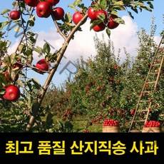 고씨네 특급 프리미엄 사과 5kg 경북사과 고당도사과, 본상품선택