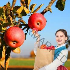 욜케이유 홍로 청송 안동 썸머킹 초록 청 홍록 꿀 황금 부사 사과 10kg, 가정용 중소과 11-15과 3kg