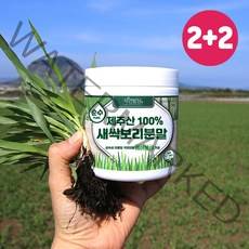 순수 제주 새싹보리 분말 1+1 340g 에어분쇄 저온건조 보리어린잎 자연밭담, 4개, 170g