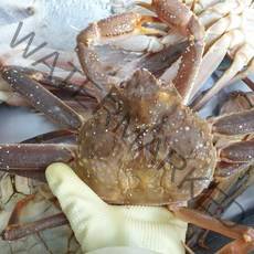 러시아대게 2kg 특대 스노우크랩 자숙찜 무료 마가단 박달대게, 상세페이지 참조