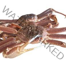 청춘홍게 러시아 대게 자숙 1마리(800g-1.2kg), 1마리, 800g-1.2kg