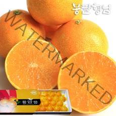 고당도 황금향 로얄 (6-10과) 1.5kg 선물용, 단품