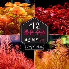[미초 오픈이벤트] 키우기 쉬운 붉은 수초 4종 초보수초세트 [2탄] (슈퍼레드/레드카붐바/블러드레드/로타라SP) / 초보자용 어항 수초 / 수초 세트 / 구피 수초