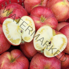 사과마루 꿀맛 홍로 사과 5kg 10kg, 꿀맛 부사 사과 소과 5kg (25-28과)