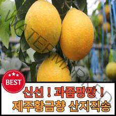 제주황금향추석선물세트 선물용가정용 3kg 5kg 판매자직송, 1박스, 3.황금향5kg 소과벌크(가정용)