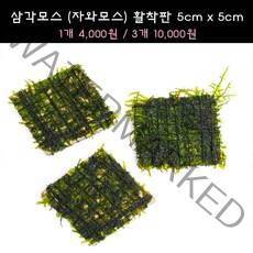 [수초아쿠아] 삼각모스 (자와모스) 5cm x 5cm 활착판 초보수초 인기수초 구피 새우 은신처 어항수초 수초맛집 득템수초 음성수초 모스활착 활착모스 구피키우기 구피어항 수초, 3개