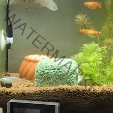 에코바이오마블 에코바이오링 어항 수조 수질개선 물냄새 백탁 수질정화 물비린내, 1개