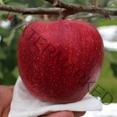 청송사과 22년 꿀사과 홍로 10kg 5kg 껍질째먹는 가정용 흠집 사과, 가정용 흠집사과(소과)5KG(21과~23과)