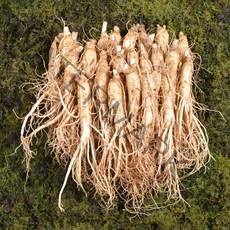 금산인삼 수삼 원수삼 소 무료세척 1채750g 18~22뿌리, 무료세척(약 50g감량)
