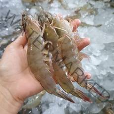 22년 첫출하 신안 산지직송 활새우 생새우 1kg 생새우회 새우구이, 활새우 1kg (26-35미)