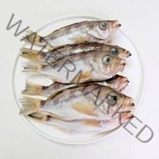 삼천포 용궁수산시장 반건조 생선 볼락 4~8미