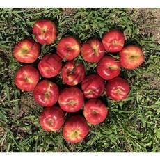 산지직송 꿀맛 가정용 사과 햇 홍로 꿀사과, 10kg 중과