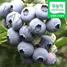 (냉동) 블루베리생과 1kg / 국내산 냉동 생블루베리 햇블루베리 블루배리 블루베리열매 냉동블루베리 블루베리냉동생과 블루베리햇과 2022년산 농원 직송