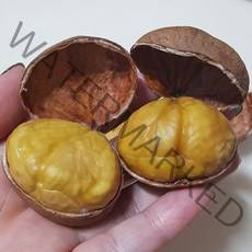 칼집 밤 공주(정안) (대) 1kg 2kg 4kg, 칼집 밤 1kg