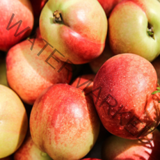 FUNET 신비 천도복숭아 황도 백도 복숭아, 1박스, 12_천도복숭아 신선 2kg