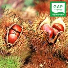 2022년 햇밤 공주밤 햇밤 공주알밤 2.0kg 대과