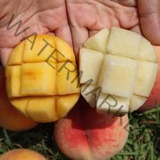 장호원 햇사레 복숭아 황도 백도 복숭아 3kg 4kg 산지직송, 황도복숭아3kg 6-10과