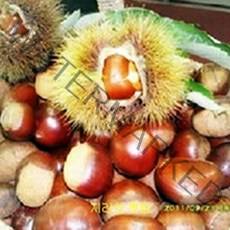 22햇밤 지리산 밤 왕밤 특왕밤7kg 토종밤5kg kbs인간극장출연 지리산농부 생산특가, 1, 왕특대1kg