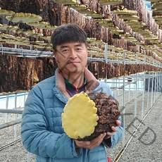 대가야 유기농 장수 상황버섯 분말 150g