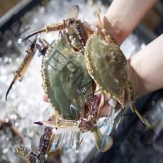 2022년 진짜 제대로된 국내 서해산 프리미엄 활 숫꽃게 1+1 2kg
