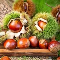 2022년 고소한 최상급 햇 밤 2kg, 알밤 2kg(대사이즈)