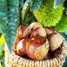 공주 밤 홀라당벗겨지는 포르단밤 (특) 칼집밤, 포르단밤 (특) 1kg (칼집밤)