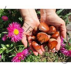 22년 햇밤 공주 정안 알밤 국내산 생밤 100%, [칼집 X] 공주 알밤 2Kg