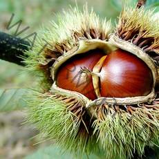 [하동직송] 22년산 햇 알밤 2kg 3kg 5kg 10kg / 중 대 특 왕특, 알밤 2kg 특