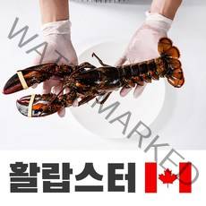 프리미엄 생물 활랍스타 1마리 바닷가재 랍스터, 활랍스터 700g