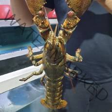 [인천창고] 캐나다 활 랍스타 2kg