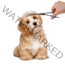 코멧 펫 커브 미용가위 18cm, 1개