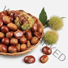 공주 부여 22년 토종햇밤 첫햇밤 2kg 3kg 4kg, 밤 2kg(대사이즈)