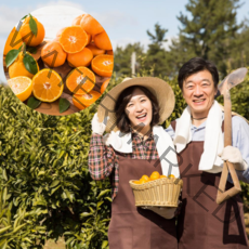 먹사부 [산지직송] 제철 제주 황금향 가정용 선물세트 선물용 과일 소 중 대과 고당도 특품 1kg 2kg 3kg 5kg 명절 설 추석 선물 세트, B. 가정용 중과 (3kg)