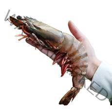 더꽃게 킹 블랙타이거새우 특대 대왕, 1팩, 500g (6미)