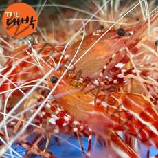 더대박 활 독도꽃새우 500g 1kg 독도새우 회, 1개