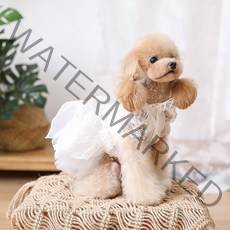 강아지 고양이 레이스 웨딩드레스 화이트 들러리옷 소형 중형 대형견