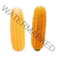 포시럽 강아지 라텍스 옥수수 인형 2종 세트, 혼합색상, 1세트