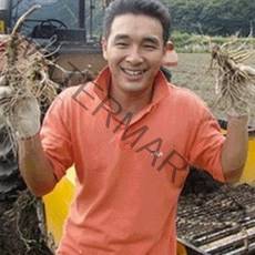 금산인삼 6-4년 가정용 오쿠전용 세척수삼 원수삼 파삼 면역력 금산부부인삼 난발삼, 1개, 06)500g세척- 홍삼용 굵은막파삼
