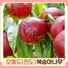 복숭아나무 묘목 천도복숭아 오월도 접목1년생 뿌리묘 3개