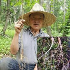 달뫼산장뇌삼 장뇌삼 8년근 모음 산양삼 자연산삼 자연산 산삼, 10뿌리