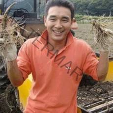 (햇삼/750g)다림용난발삼 세척인삼 쭉뻗은 원수삼 영업용삼계.가정용실속파삼특가/선물용행사/금산부부인삼.못난이난발삼추천, 1개, 750G 무료세척-중소난발삼 17-19뿌리