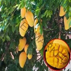제철과일 전문점 맛있는 유기농 친환경 프리미엄 꿀맛 고당도 망고 mango 1kg 태국망고 애플망고 제주애플망고 제주망고 무지개망고 후르츠 빙수 망고빙수 망고주스 망고선물세트, 1kgx3팩