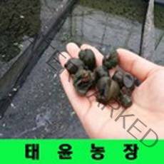 [태윤농장]국내산 우렁이 소6마리 또는 대3마리 2 500원 [태윤농장]우렁이, 1개, 2.대(大) 3마리