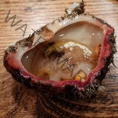 통영 자연산 돌멍게1kg 해녀가 직접잡은 고급수산물