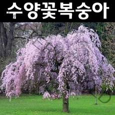 수양꽃복숭아(분홍꽃) 실생2년(뿌리) 1개/나무 묘목/활엽수/정원용