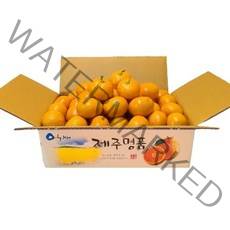 농장직송 고당도 제주감귤 황금향 가정용 선물용 3kg5kg10kg, 노지감귤 5kg 대과