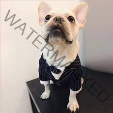 도그월드 반려동물 정장 턱시도 강아지양복