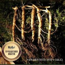 [AMISO] 농약과 비료없이 오직 스스로 자라난 국내산 산양산삼 5-6년근 고지대 자생 산양삼, 100g