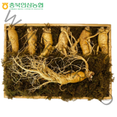 충북인삼농협 수삼 선물세트 .... TV및 신문광고중, 중(1kg : 15~17뿌리)