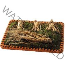 금산인삼 금산수삼선물세트 수삼, 1box, 수삼5호700g(4~5뿌리)